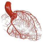 Особенности коронарного кровообращения человека Сколько артерий в сердце человека
